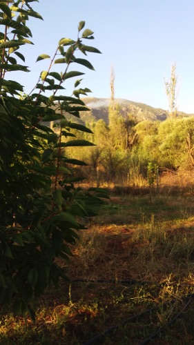 Végétation de la vallée de Kani-Masi.jpg Végétation de la vallée de Kani-Masi.jpg